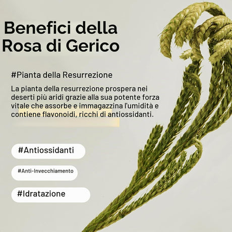 Collagen Eye Crème Jericho Rose Crema Contorno Occhi