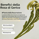 Collagen Eye Crème Jericho Rose Crema Contorno Occhi